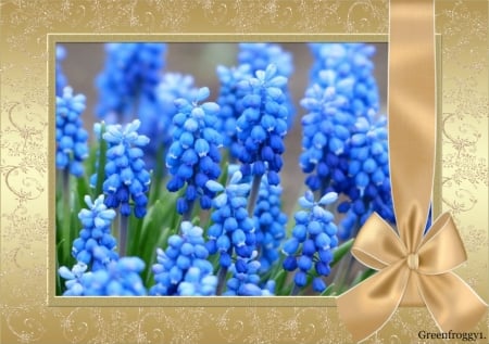 GRAPE HYACINTHS - grape, flowers, pretty, hyacinth