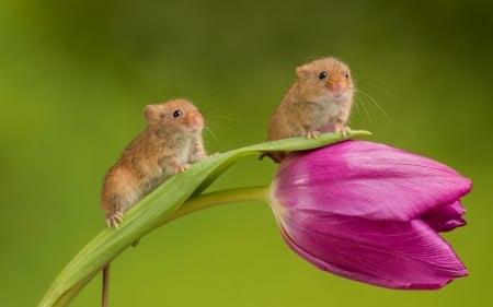 Little mouse - Tulips, Pair, Mouse, Flower