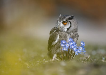 Owl - owl, bird, blue, pasare, bufnita, flower