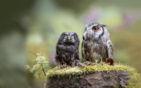 Owls - owl, bird, cute, pasare, bufnita, baby, couple