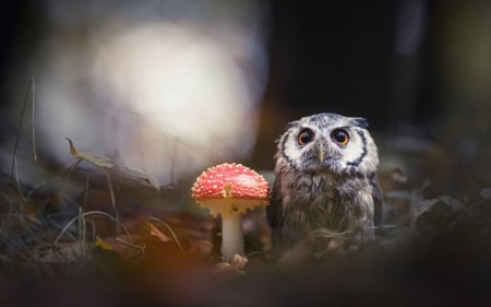 Owl - owl, bird, mushroom, red, pasare, bufnita