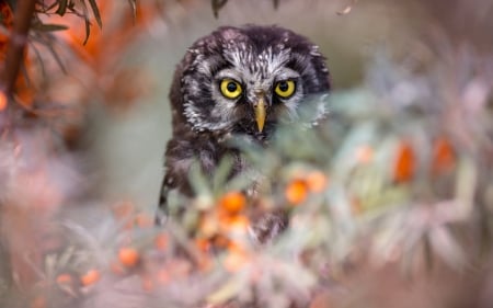 Owl - pasare, bird, orange, owl, bufnita