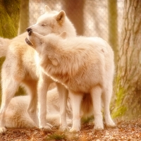 wolves