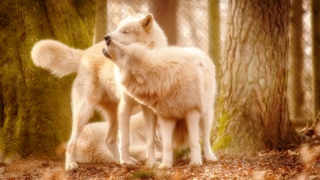 wolves - desktop, windows, wolves, wallpaper