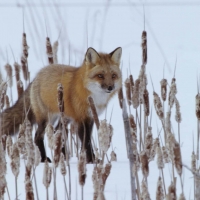 Red Fox