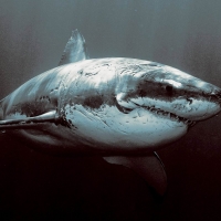 great white shark