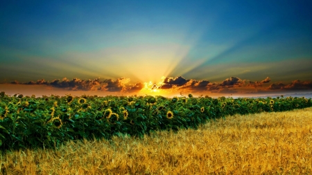 Sunset Over The Sunflowers Field