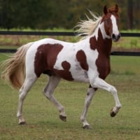 Chestnut Paint Stallion