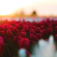 Tulips Gardens