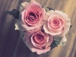 Pink Roses