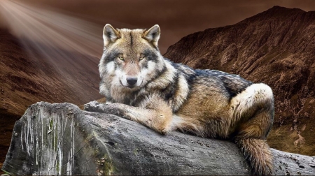 Resting Wolf - evening, mountains, nature, predator