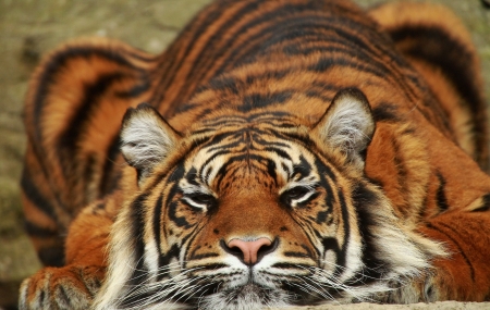 Tiger - pisica, animal, tiger, big cat, orange, tigru