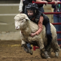 Child riding a sheep