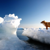 Red Fox On Floating Ice
