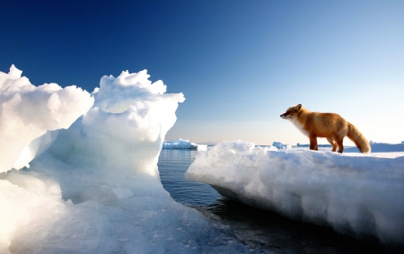 Red Fox On Floating Ice