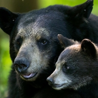 Black Bear Female And Spring Cub