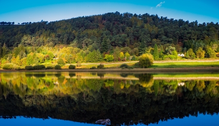 River in the Forest - river, trees, nature, forest, reflection