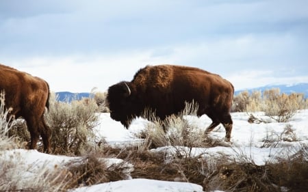 bison - snow, grass, animal, bison