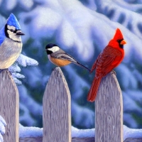 Winter Birds