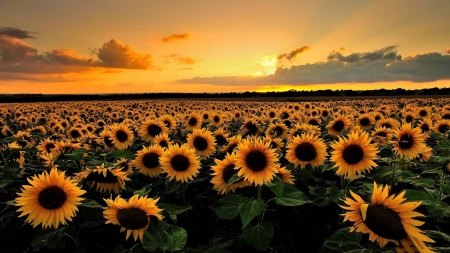 sunset over flowers - flowers, fun, sunset, nature, cool