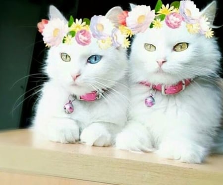 cute kittens - flowers, fun, photography, cute, cats, animals