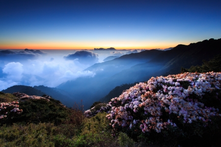 Mountains in the Clouds - flowers, clouds, hills, sunset, nature, fog, mountains, sky