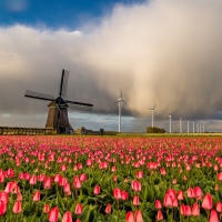 Windmills near Tulips Field