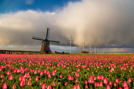 Windmills near Tulips Field - tulips, nature, landscape, field, windmills, sky