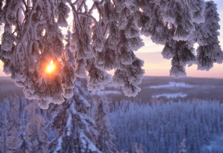 Winter Sunset - nature, branches, trees, snow, pine, sun, winter, sunset