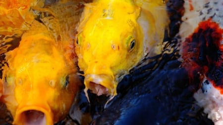 koi fish