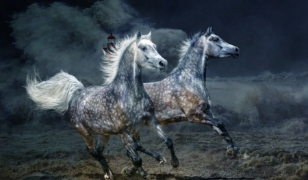 Twin Horses Running - Animals, Horses, Runnning, Twin