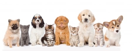 Puppies and kittens - dog, cat, pet, pisica, animal, kitten, cute, caine, puppy