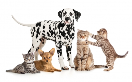 Puppies and kittens - cat, puppy, pet, pisica, kitten, caine, dog, dalmatian, animal, cute