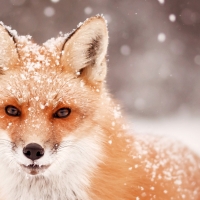 Fox In The Snow