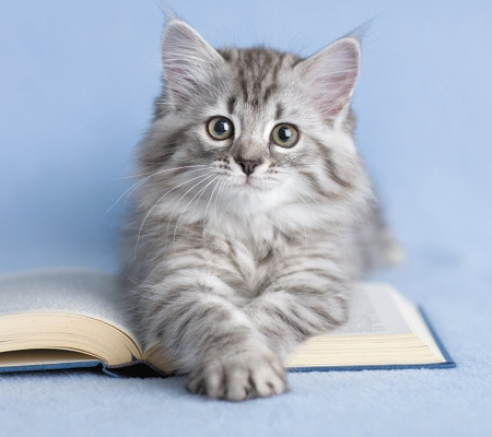 Kitten - grey, pisica, kitten, blue, paw, book, cat, rachael hale