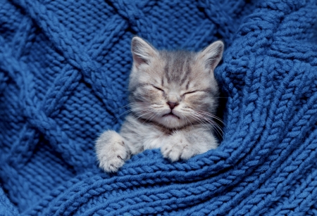 Sleeping kitten