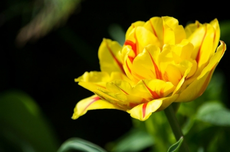 TULIP - NATURE, COLORS, LEAVES, PETALS