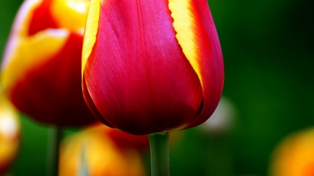 TULIPS - stems, petals, colors, stem