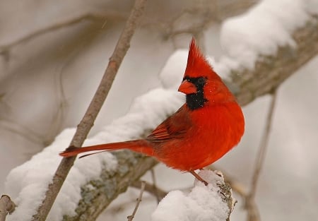 CARDINAL - wings, feathers, branches, snow