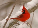 CARDINAL