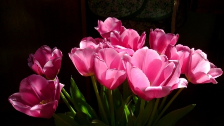 TULIPS - nature, colors, stems, petals