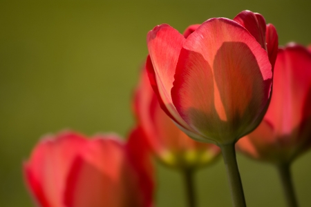 TULIPS - NATURE, COLORS, STEMS, PETALS