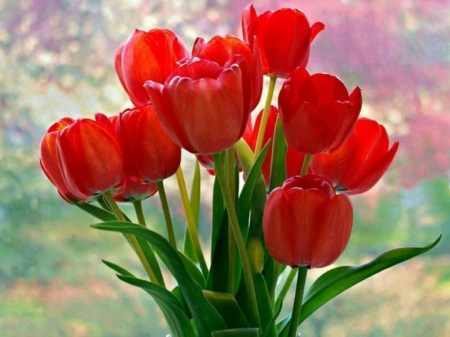 TULIPS - leaves, stems, petals, colors