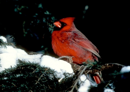 CARDINAL - wings, feather, limb, snow