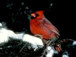 CARDINAL