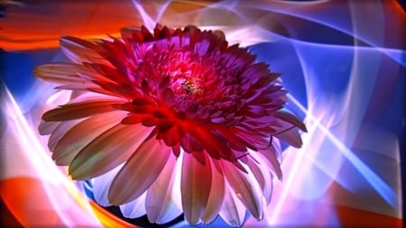 GERBERA - DESIGN, COLORS, ABSTRACT, PETALS