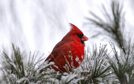 CARDINAL - NATURE, WINGS, COLORS, FEATHERS