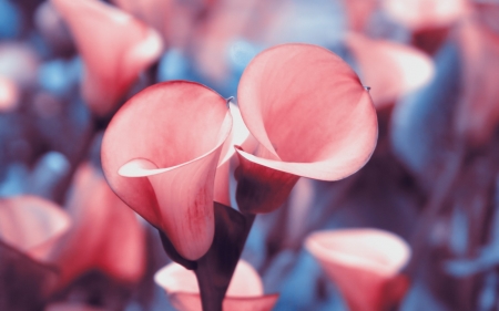 CALLA LILIES - NATURE, COLORS, STEMS, PETALS