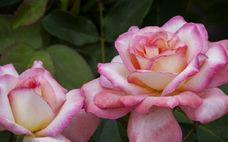 ROSES - leaves, nature, colors, petals