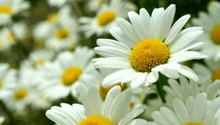 DAISIES - COLORS, LEAVES, STEMS, PETALS